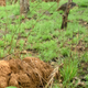 Two Walter’s duikers caught by a camera trap in a Togolese nature park.
